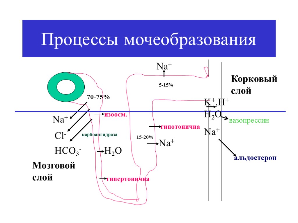 Процессы мочеобразования Nа+ Cl- HCO3- карбоангидраза 70-75% изоосм. Н2О гипертонична Nа+ 15-20% Мозговой слой